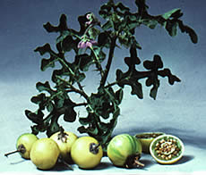 solanaceous, Devils Apple, Australian plant